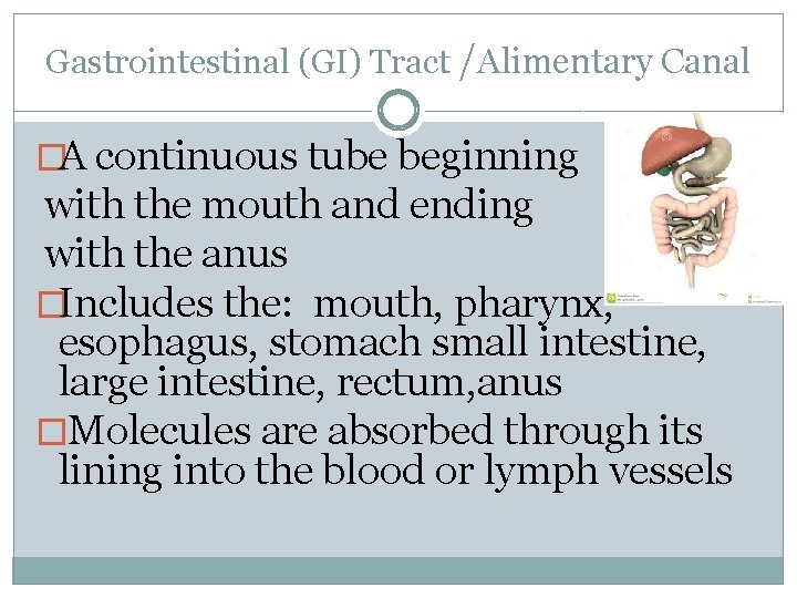 Gastrointestinal (GI) Tract /Alimentary Canal �A continuous tube beginning with the mouth and ending