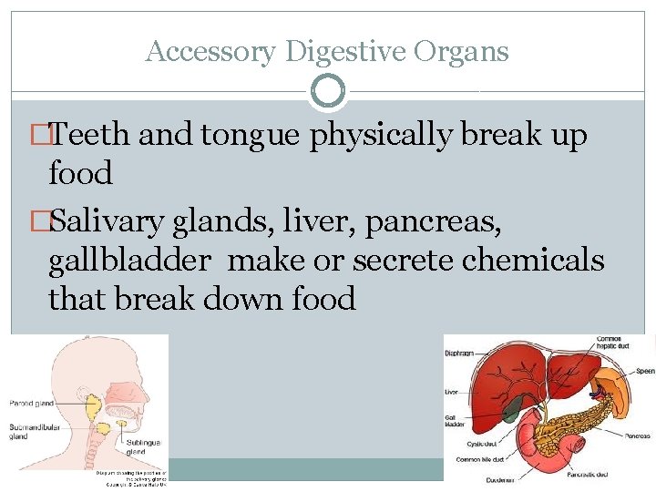 Accessory Digestive Organs �Teeth and tongue physically break up food �Salivary glands, liver, pancreas,