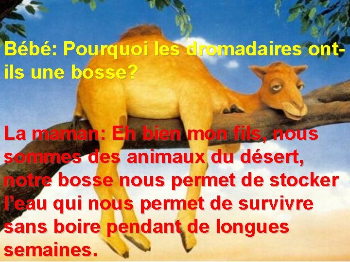 Bébé: Pourquoi les dromadaires ontils une bosse? La maman: Eh bien mon fils, nous