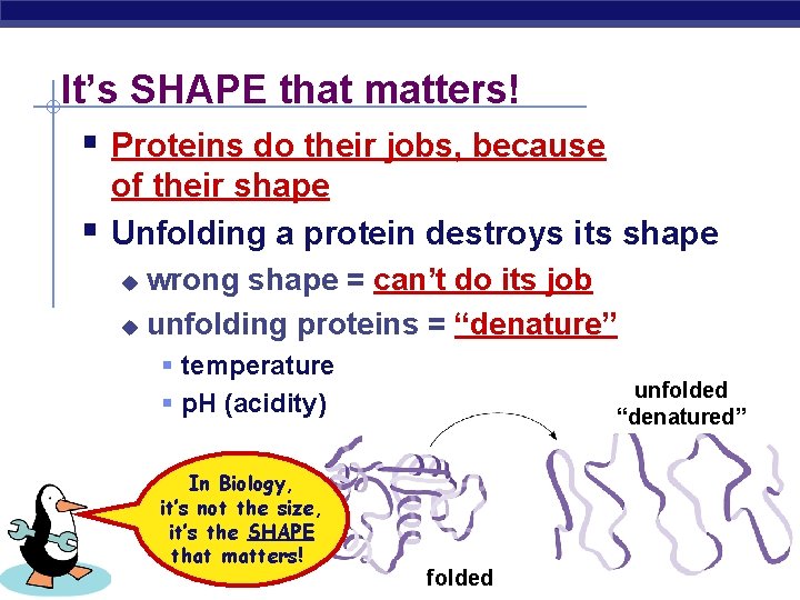 It’s SHAPE that matters! § Proteins do their jobs, because § of their shape