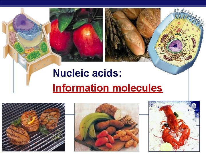Nucleic acids: Information molecules 2006 -2007 