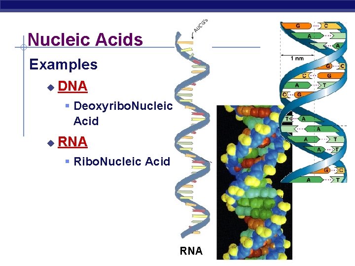Nucleic Acids Examples u DNA § Deoxyribo. Nucleic Acid u RNA § Ribo. Nucleic