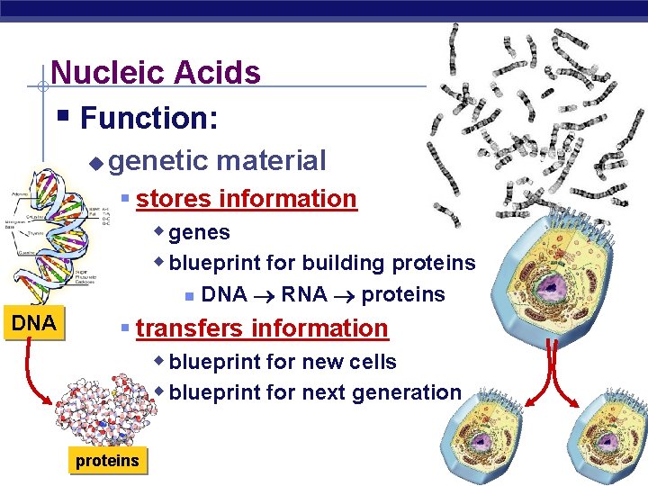 Nucleic Acids § Function: u genetic material § stores information w genes w blueprint