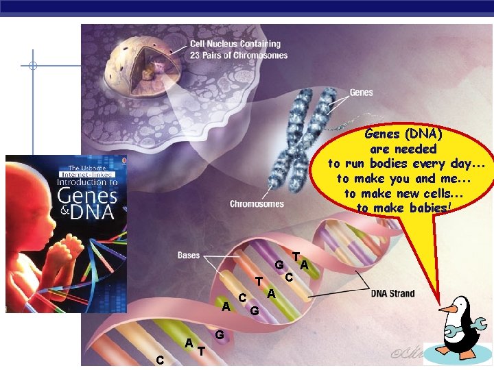 Genes (DNA) are needed to run bodies every day… to make you and me…