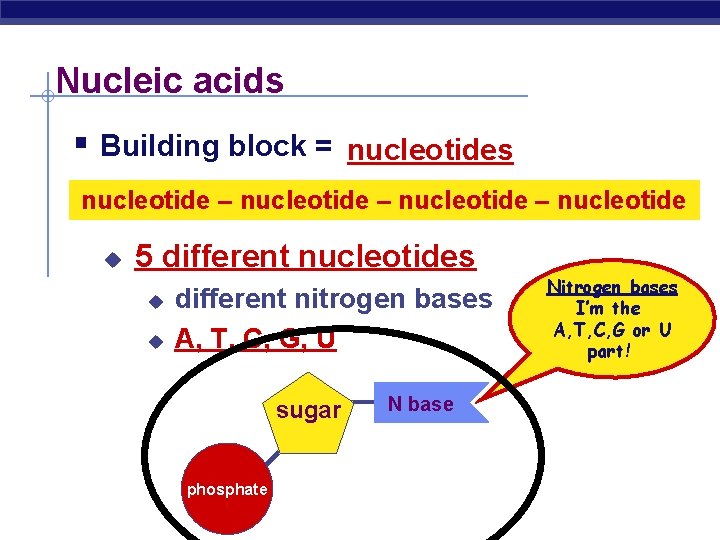 Nucleic acids § Building block = nucleotides nucleotide – nucleotide u 5 different nucleotides