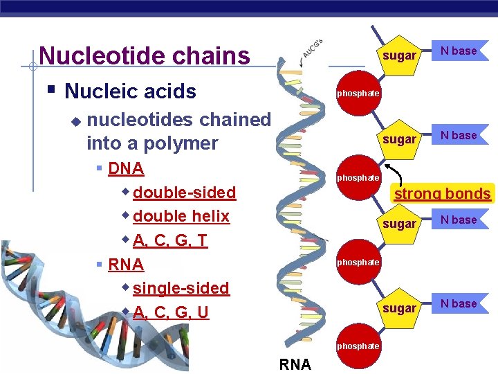 Nucleotide chains § Nucleic acids u sugar N base phosphate nucleotides chained into a