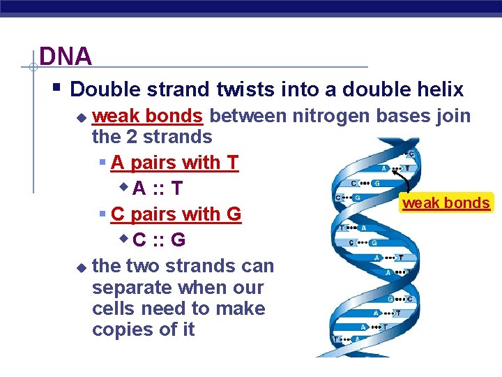 DNA § Double strand twists into a double helix weak bonds between nitrogen bases