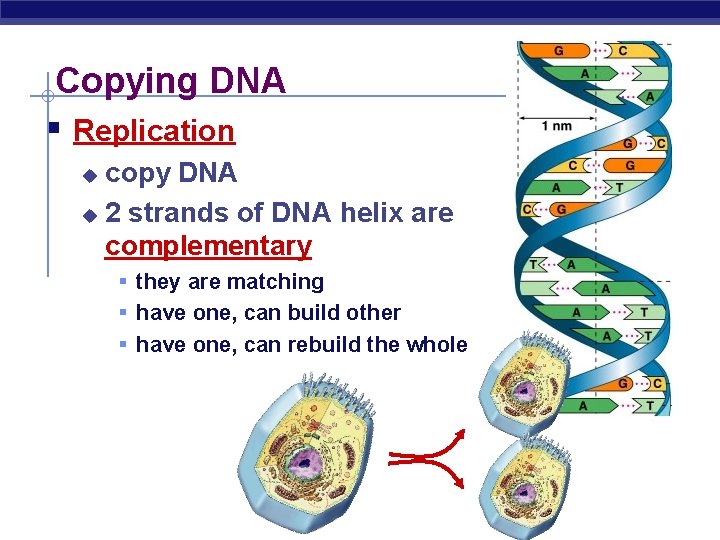 Copying DNA § Replication copy DNA u 2 strands of DNA helix are complementary