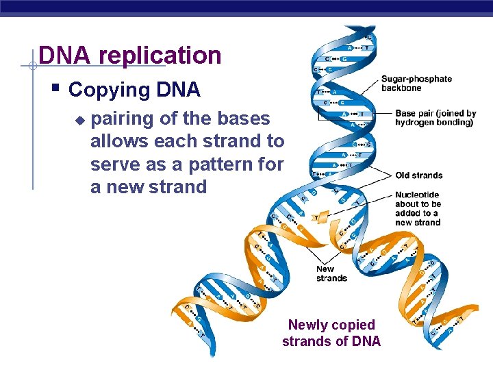 DNA replication § Copying DNA u pairing of the bases allows each strand to