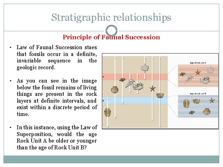 Stratigraphic relationships Principle of Faunal Succession • Law of Faunal Succession staes that fossils