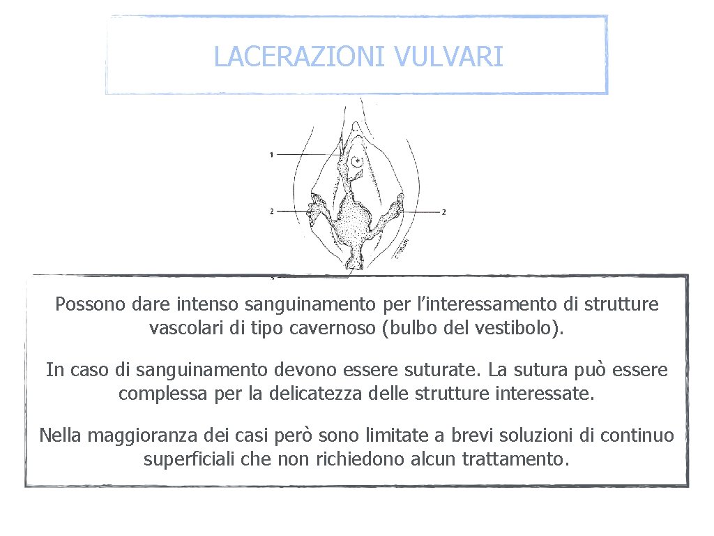 LACERAZIONI VULVARI Possono dare intenso sanguinamento per l’interessamento di strutture vascolari di tipo cavernoso