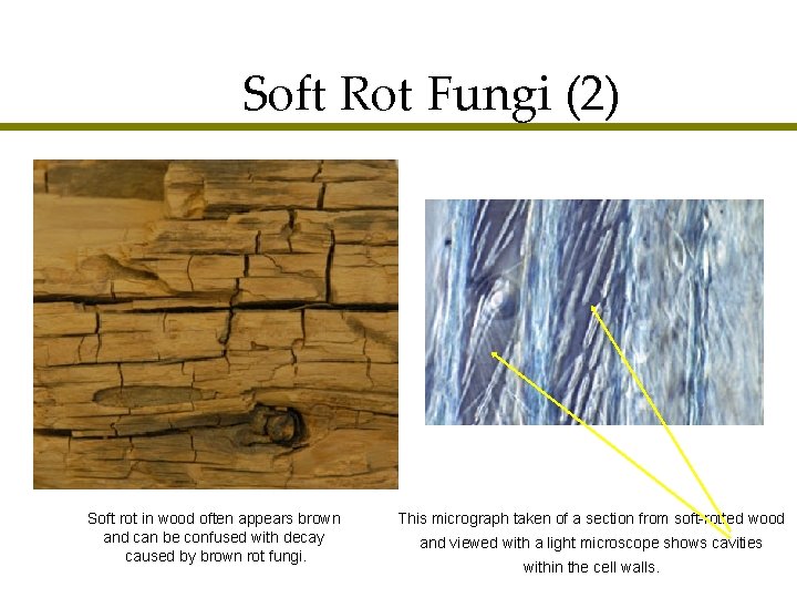 Soft Rot Fungi (2) Soft rot in wood often appears brown and can be