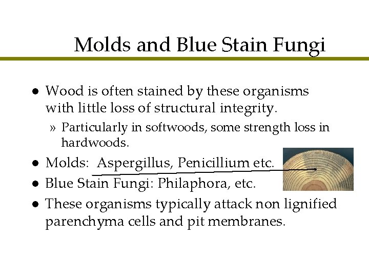 Molds and Blue Stain Fungi l Wood is often stained by these organisms with