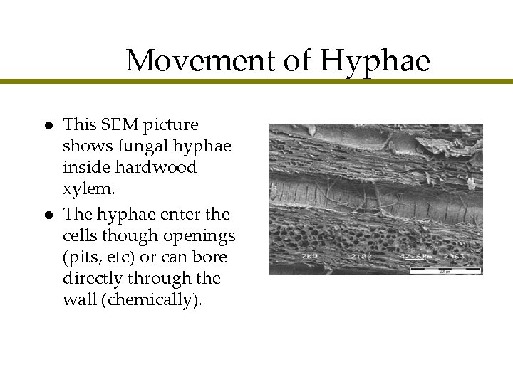 Movement of Hyphae l l This SEM picture shows fungal hyphae inside hardwood xylem.