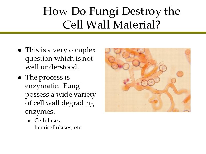 How Do Fungi Destroy the Cell Wall Material? l l This is a very