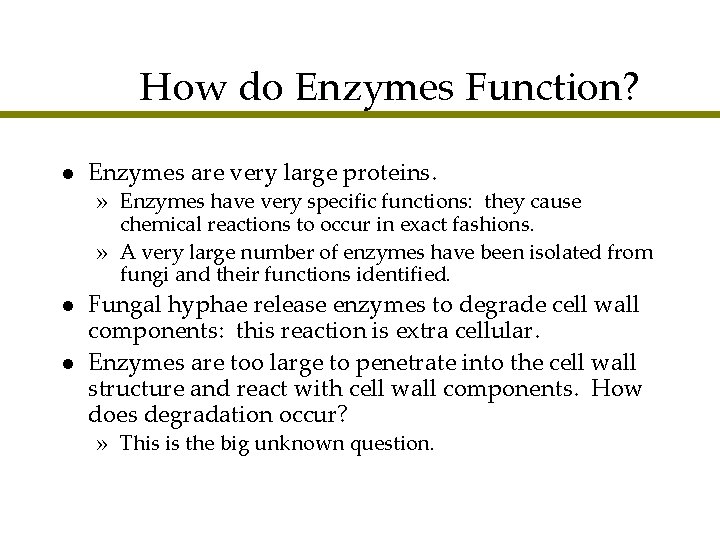 How do Enzymes Function? l Enzymes are very large proteins. » Enzymes have very