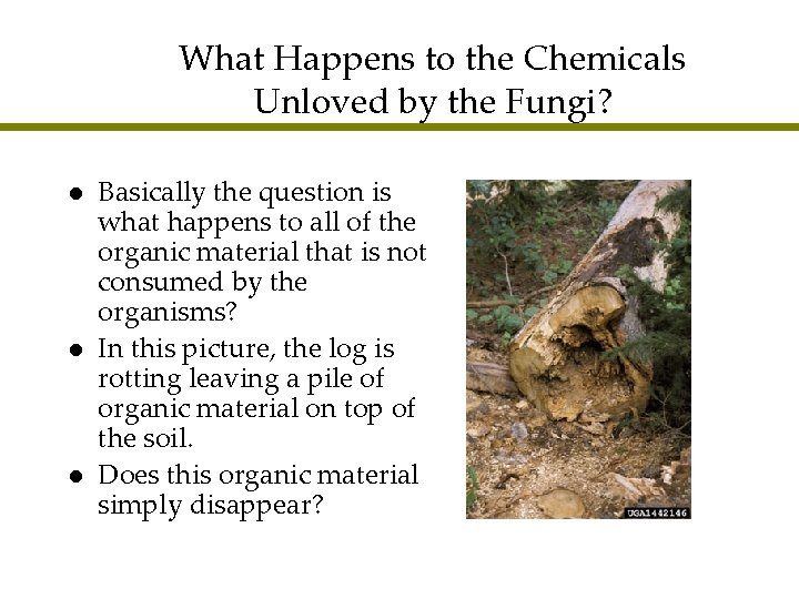 What Happens to the Chemicals Unloved by the Fungi? l l l Basically the