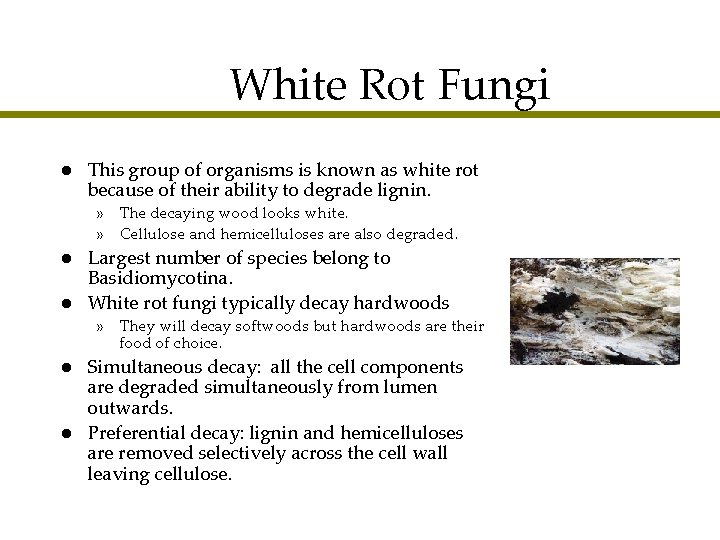 White Rot Fungi l This group of organisms is known as white rot because