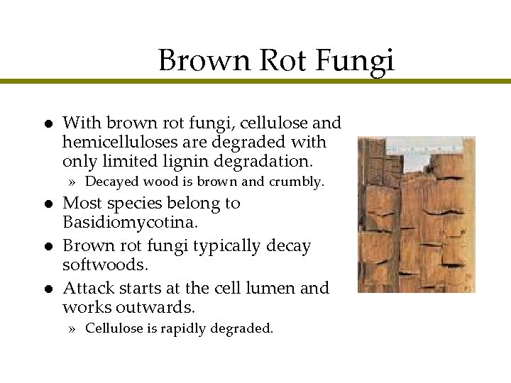 Brown Rot Fungi l With brown rot fungi, cellulose and hemicelluloses are degraded with