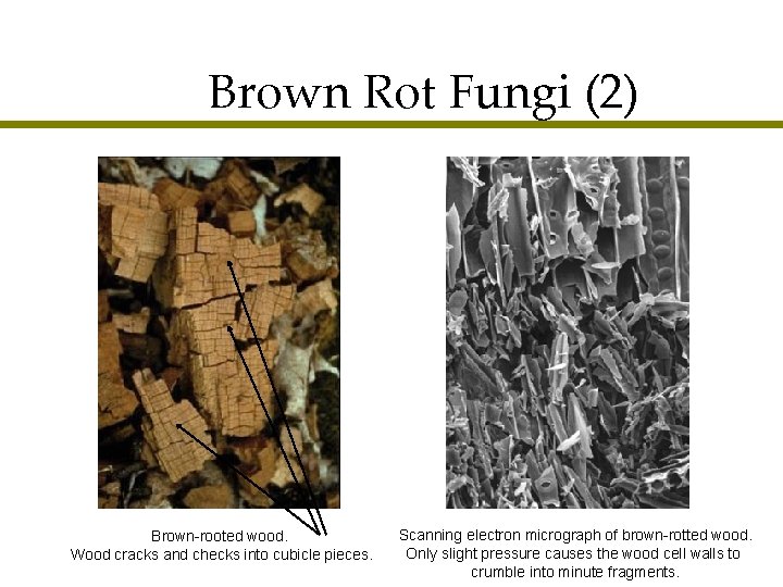 Brown Rot Fungi (2) Brown-rooted wood. Wood cracks and checks into cubicle pieces. Scanning