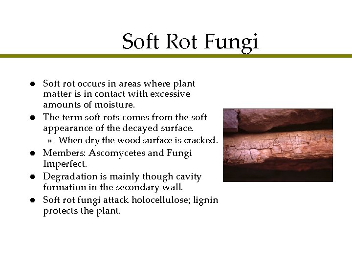 Soft Rot Fungi l l l Soft rot occurs in areas where plant matter