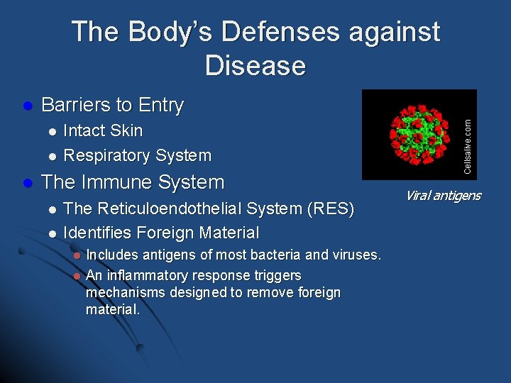 The Body’s Defenses against Disease Barriers to Entry l l l Intact Skin Respiratory The Body’s Defenses against Disease Barriers to Entry l l l Intact Skin Respiratory