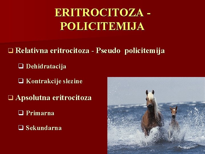 ERITROCITOZA POLICITEMIJA q Relativna eritrocitoza - Pseudo q Dehidratacija q Kontrakcije slezine q Apsolutna