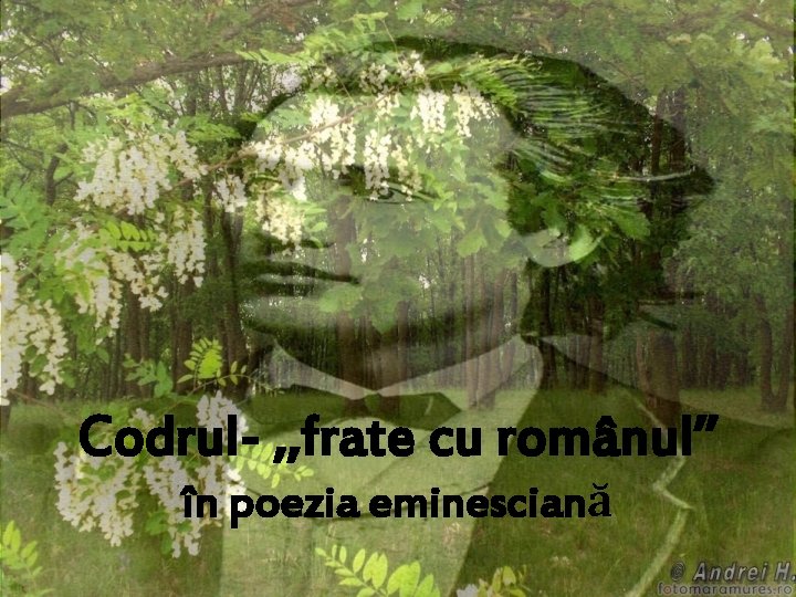 Codrul- , , frate cu românul’’ în poezia eminesciană 