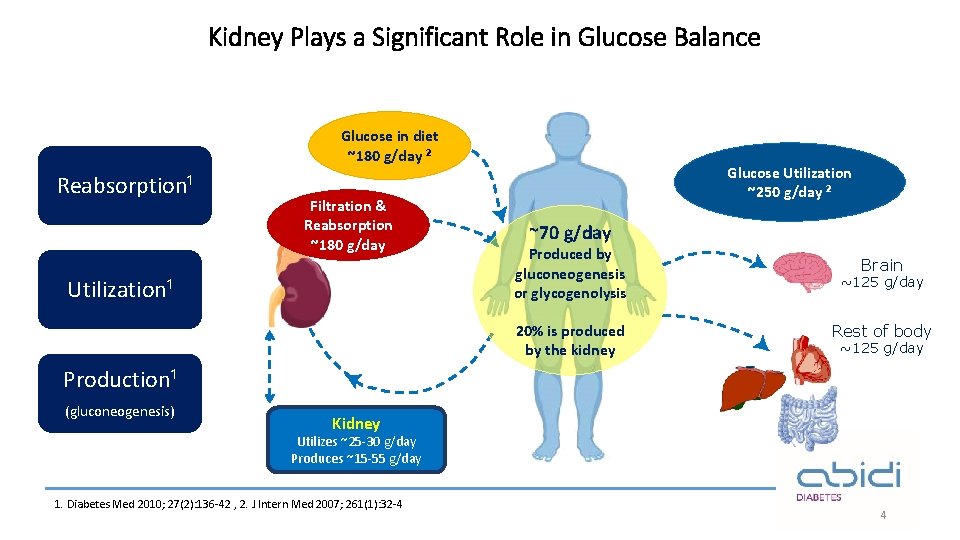 Kidney Plays a Significant Role in Glucose Balance Glucose in diet ~180 g/day ²