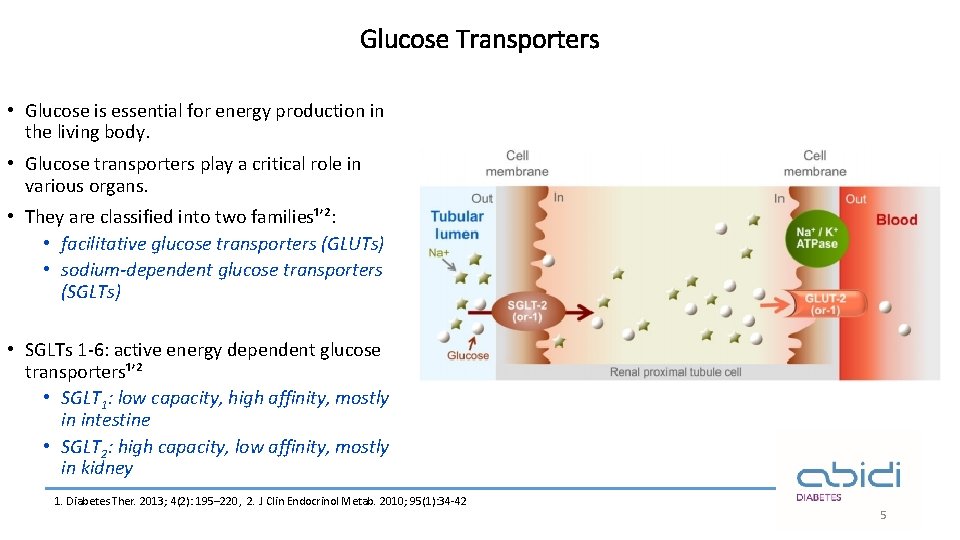 Glucose Transporters • Glucose is essential for energy production in the living body. •