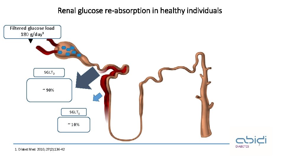 Renal glucose re-absorption in healthy individuals Filtered glucose load 180 g/day¹ SGLT 2 ~