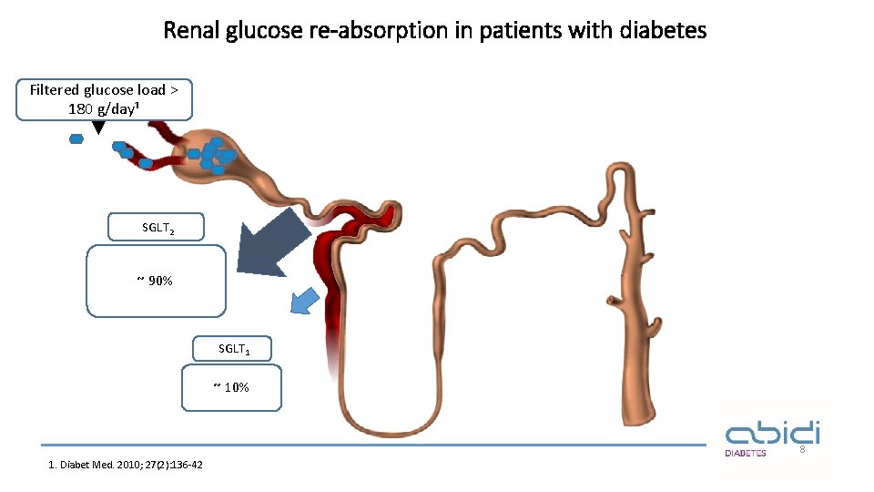 Renal glucose re-absorption in patients with diabetes Filtered glucose load > 180 g/day¹ SGLT