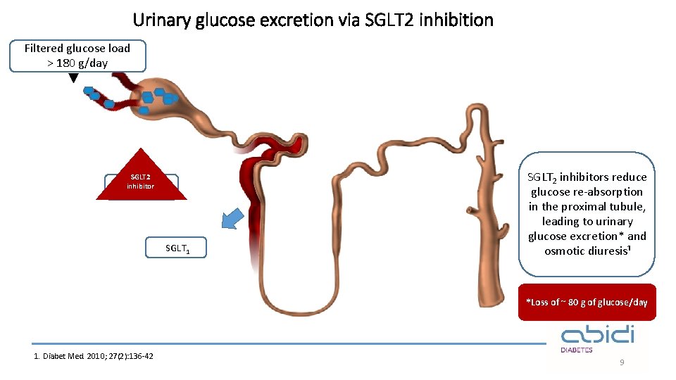 Urinary glucose excretion via SGLT 2 inhibition Filtered glucose load > 180 g/day SGLT