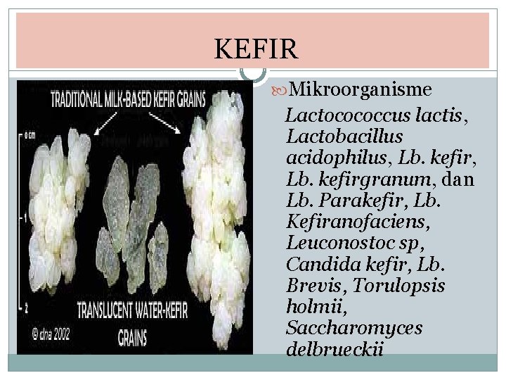 KEFIR Mikroorganisme Lactocococcus lactis, Lactobacillus acidophilus, Lb. kefirgranum, dan Lb. Parakefir, Lb. Kefiranofaciens, Leuconostoc