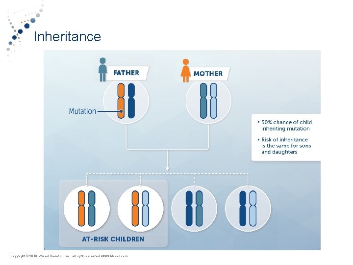 Inheritance Copyright © Myriad 2018 Myriad Genetics, Inc. , all rights reserved. www. Myriad.
