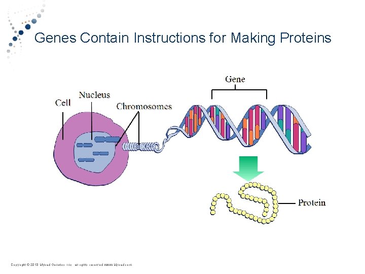 Genes Contain Instructions for Making Proteins Copyright © Myriad 2018 Myriad Genetics, Inc. ,