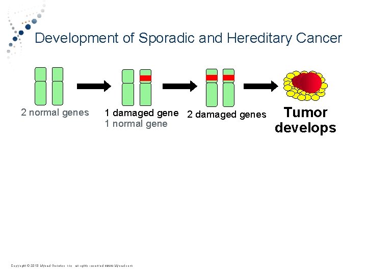 Development of Sporadic and Hereditary Cancer 2 normal genes 1 damaged gene 2 damaged
