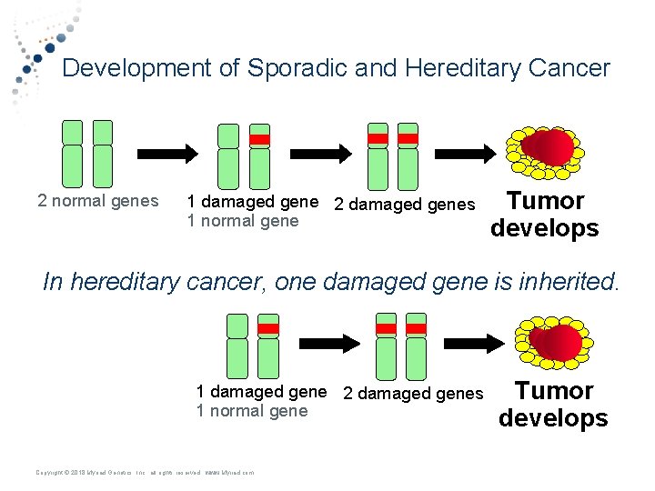 Development of Sporadic and Hereditary Cancer 2 normal genes 1 damaged gene 2 damaged