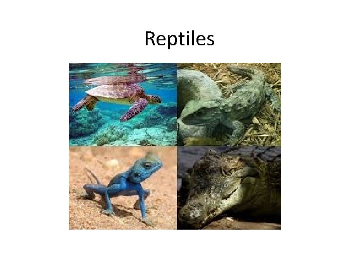 Reptiles 