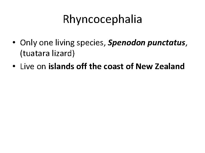 Rhyncocephalia • Only one living species, Spenodon punctatus, (tuatara lizard) • Live on islands