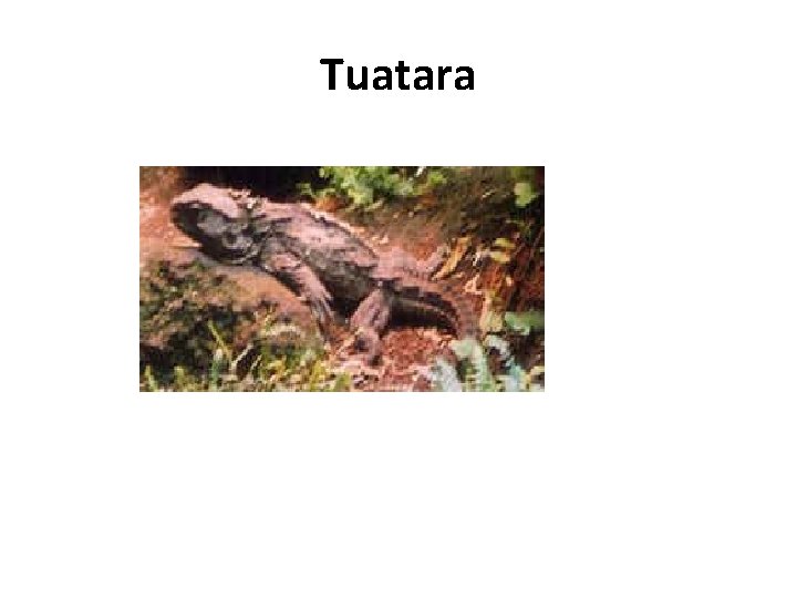 Tuatara 