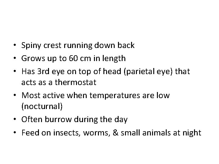  • Spiny crest running down back • Grows up to 60 cm in