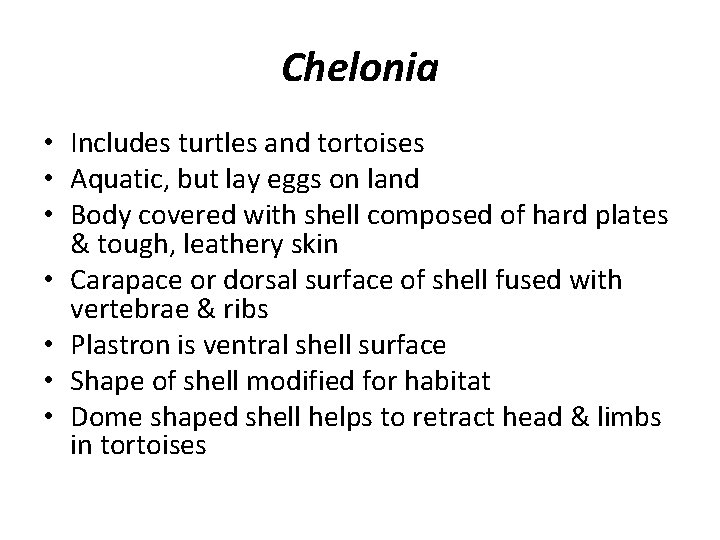 Chelonia • Includes turtles and tortoises • Aquatic, but lay eggs on land •