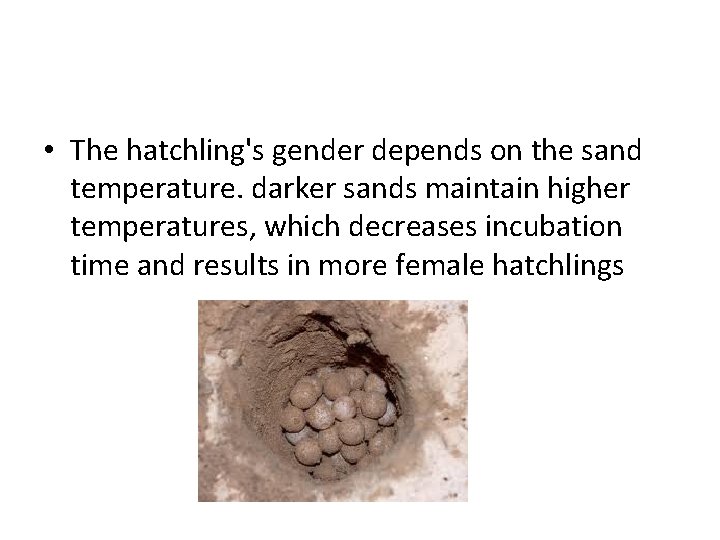  • The hatchling's gender depends on the sand temperature. darker sands maintain higher