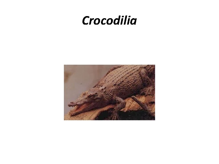 Crocodilia 
