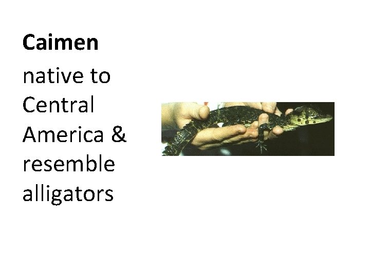 Caimen native to Central America & resemble alligators 