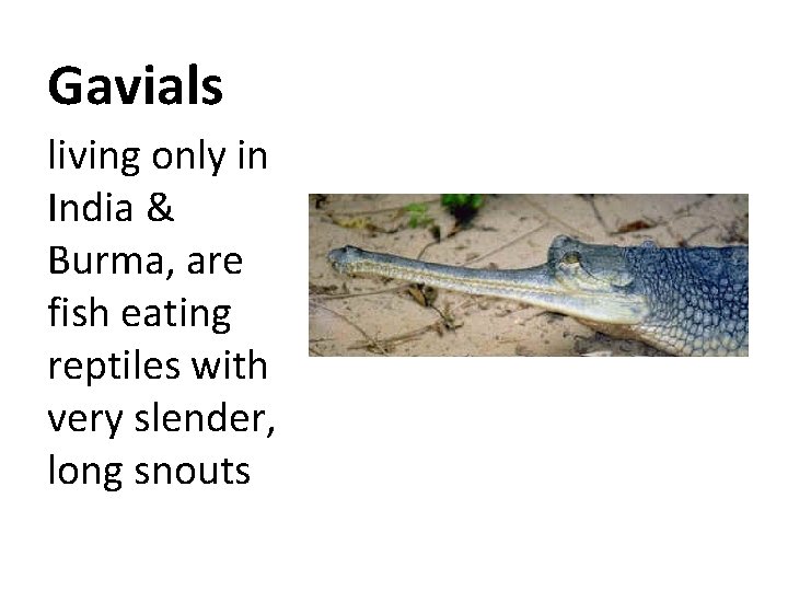 Gavials living only in India & Burma, are fish eating reptiles with very slender,