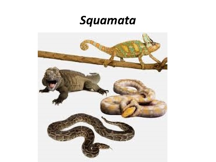 Squamata 