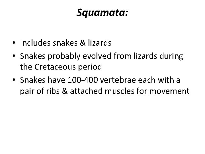 Squamata: • Includes snakes & lizards • Snakes probably evolved from lizards during the