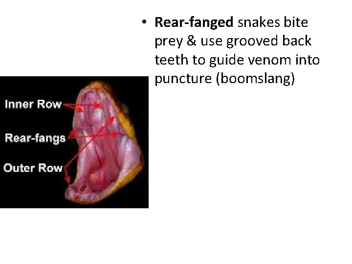  • Rear-fanged snakes bite prey & use grooved back teeth to guide venom